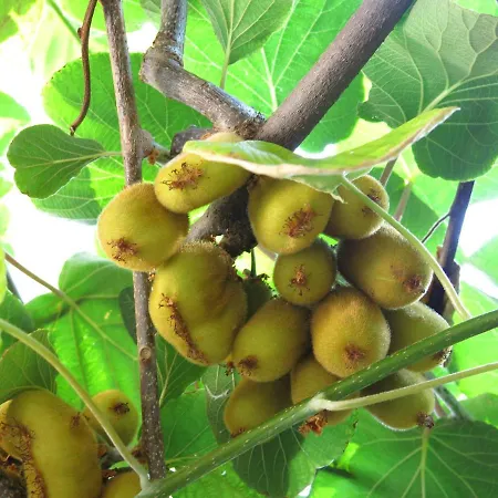 Daire Sunset Over The Dubrovnik's Old Town Dubrovnik