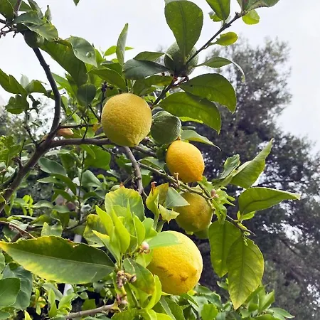 Daire Sunset Over The Dubrovnik's Old Town Dubrovnik
