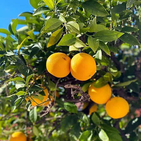 Sunset Over The Dubrovnik's Old Town *